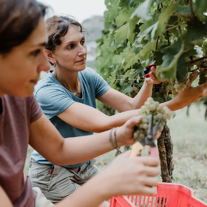Tibaldi azienda vitivinicola