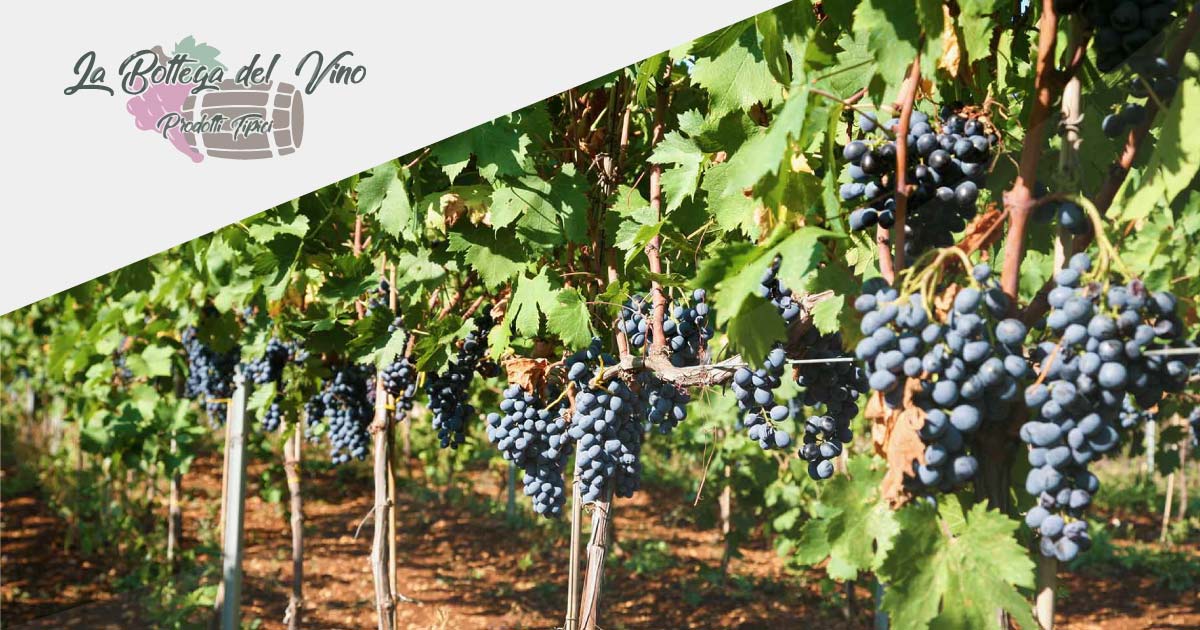 Azienda Agricola Greco