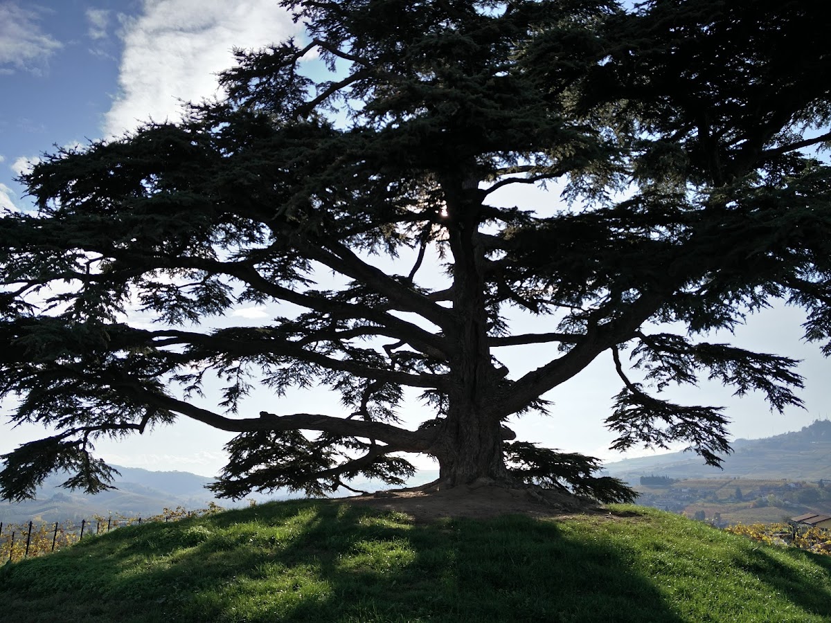 Cordero di Montezemolo