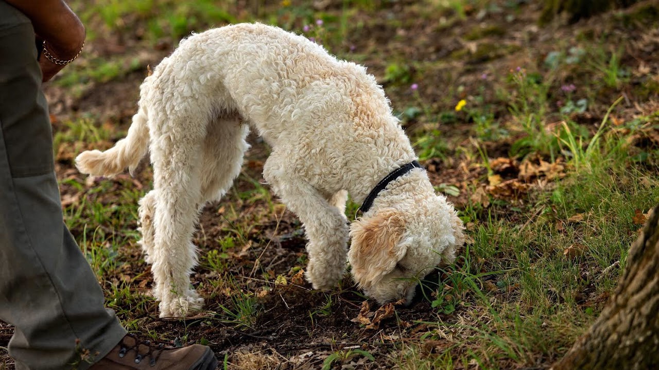 Truffle Experience