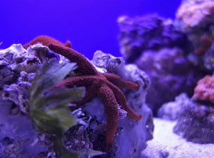 Museo del Mare Darwin-Dohrn — Punto di interesse a Napoli, Napoli