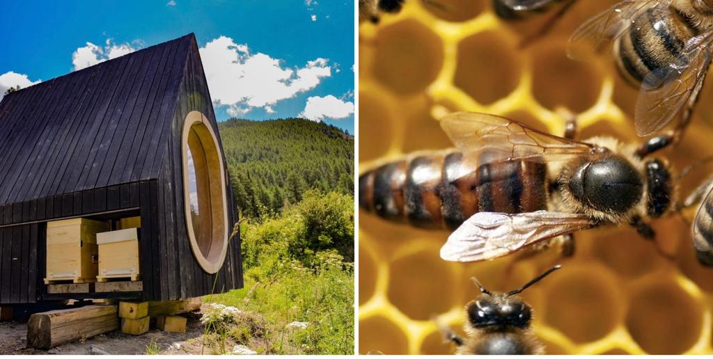 Bee Immerso Experience