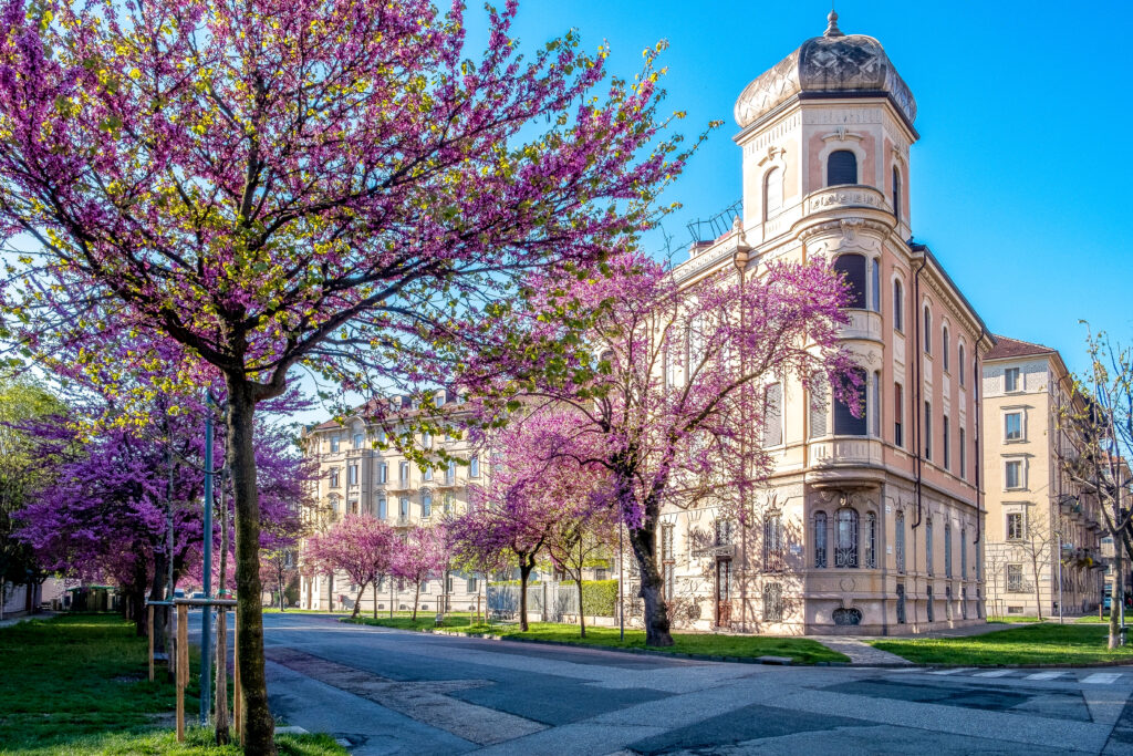 Crocetta in primavera