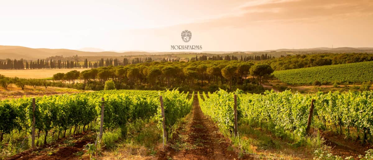 Cantina Morisfarms - Enoteca, Wine shop — Ristorante a Grosseto, Grosseto