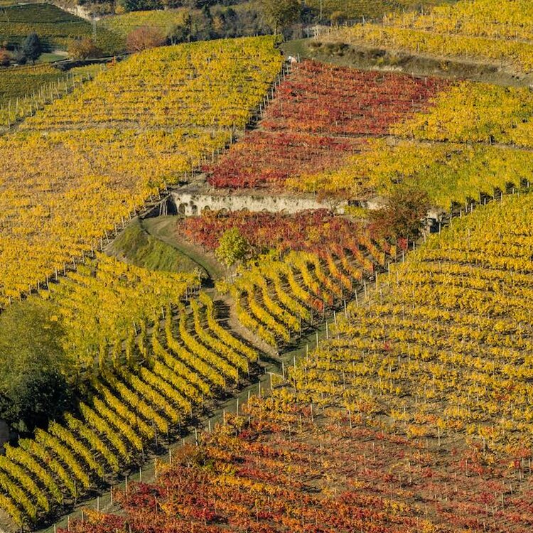 Enoteca Regionale Colline del Moscato d'Asti