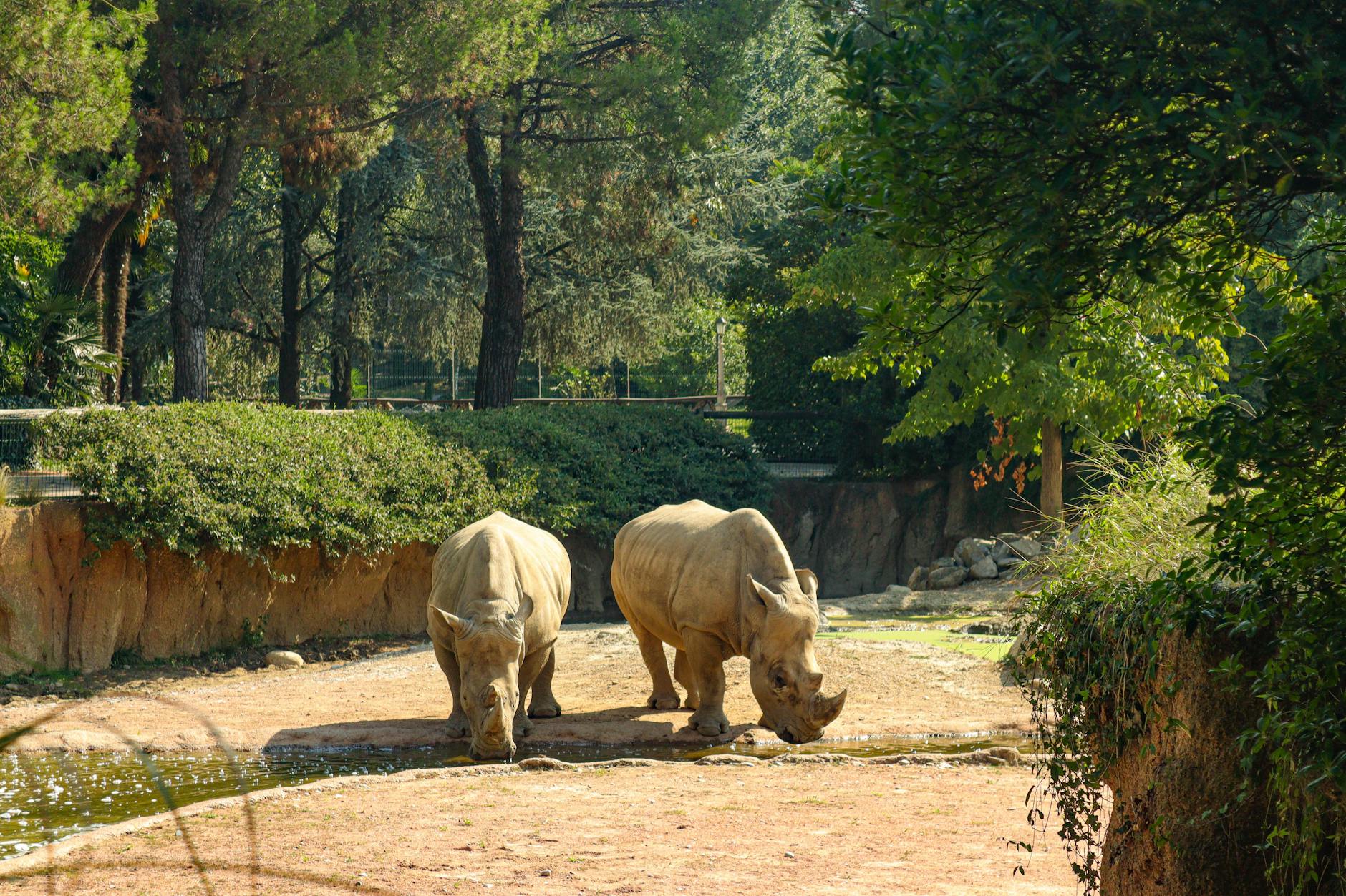 ZOOM Torino - Bioparco — Esperienza a Cumiana, Torino