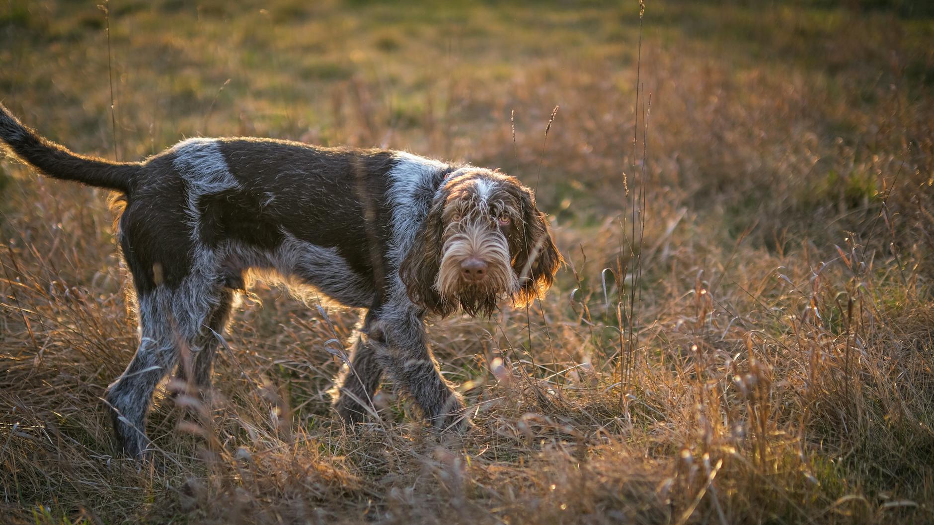 White Truffle Hunting with Dog — Esperienza , Cuneo
