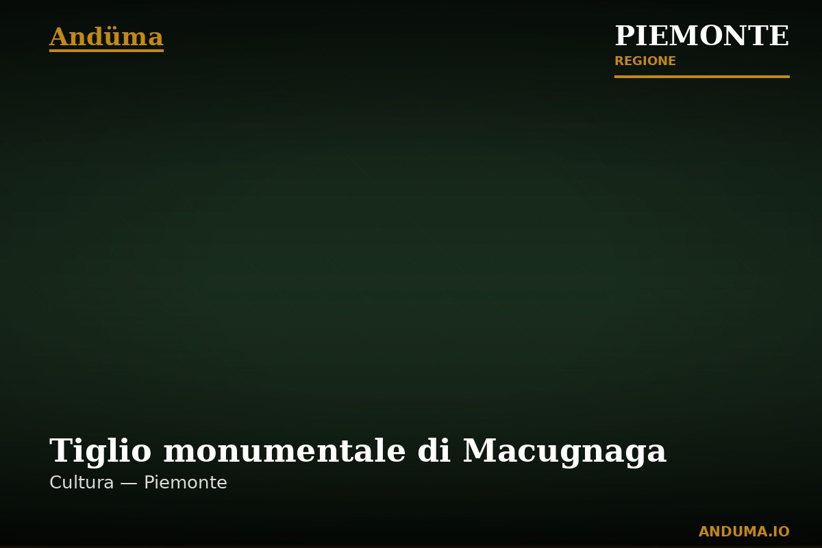 Tiglio monumentale di Macugnaga — Punto di interesse a Macugnaga, VCO
