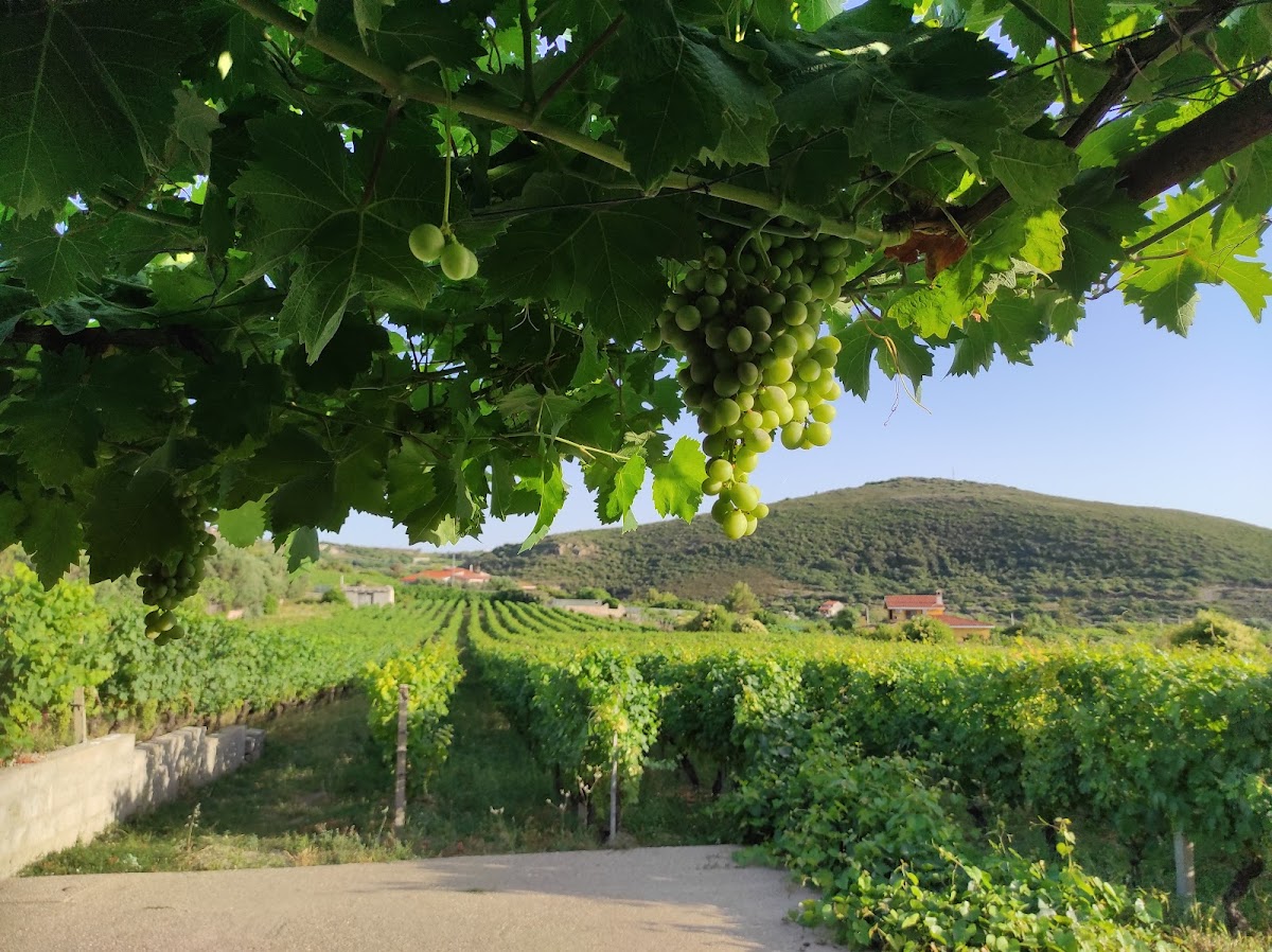 Azienda Vitivinicola Emidio Oggianu — Alloggio a Bosa, Oristano