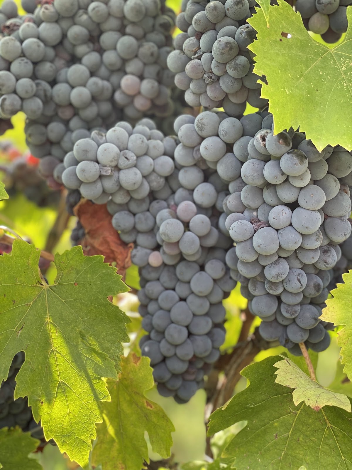 Agriturismo Montemagni di Sopra — Alloggio a Greve in Chianti, Firenze