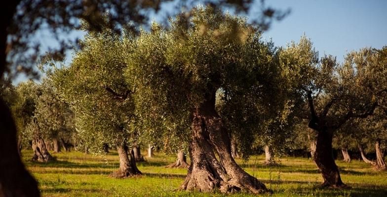 Azienda Agricola La Selvotta Frantoio Sputore — Alloggio a Vasto, Chieti