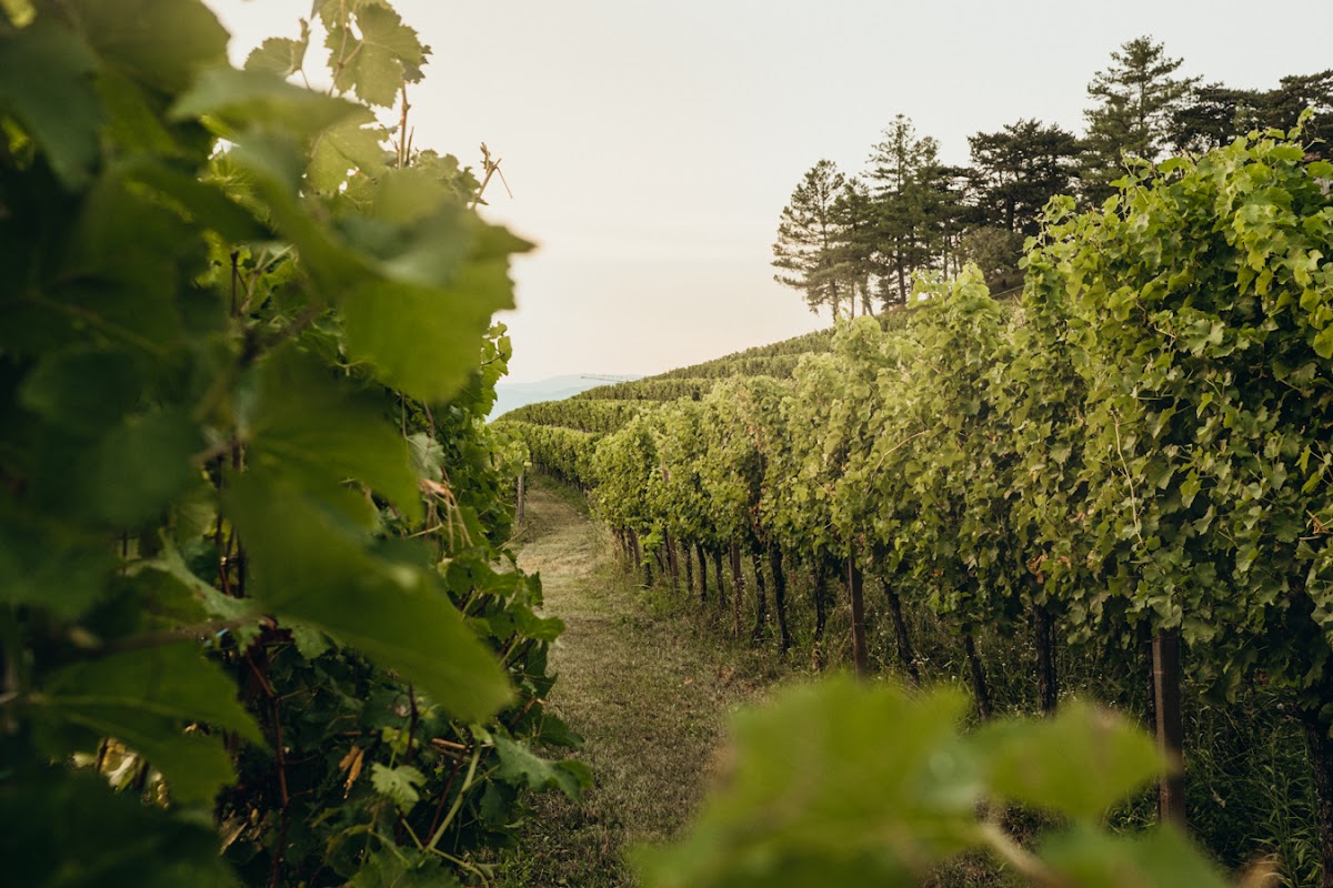 Monviert società semplice agricola — Alloggio a Cividale del Friuli, Udine
