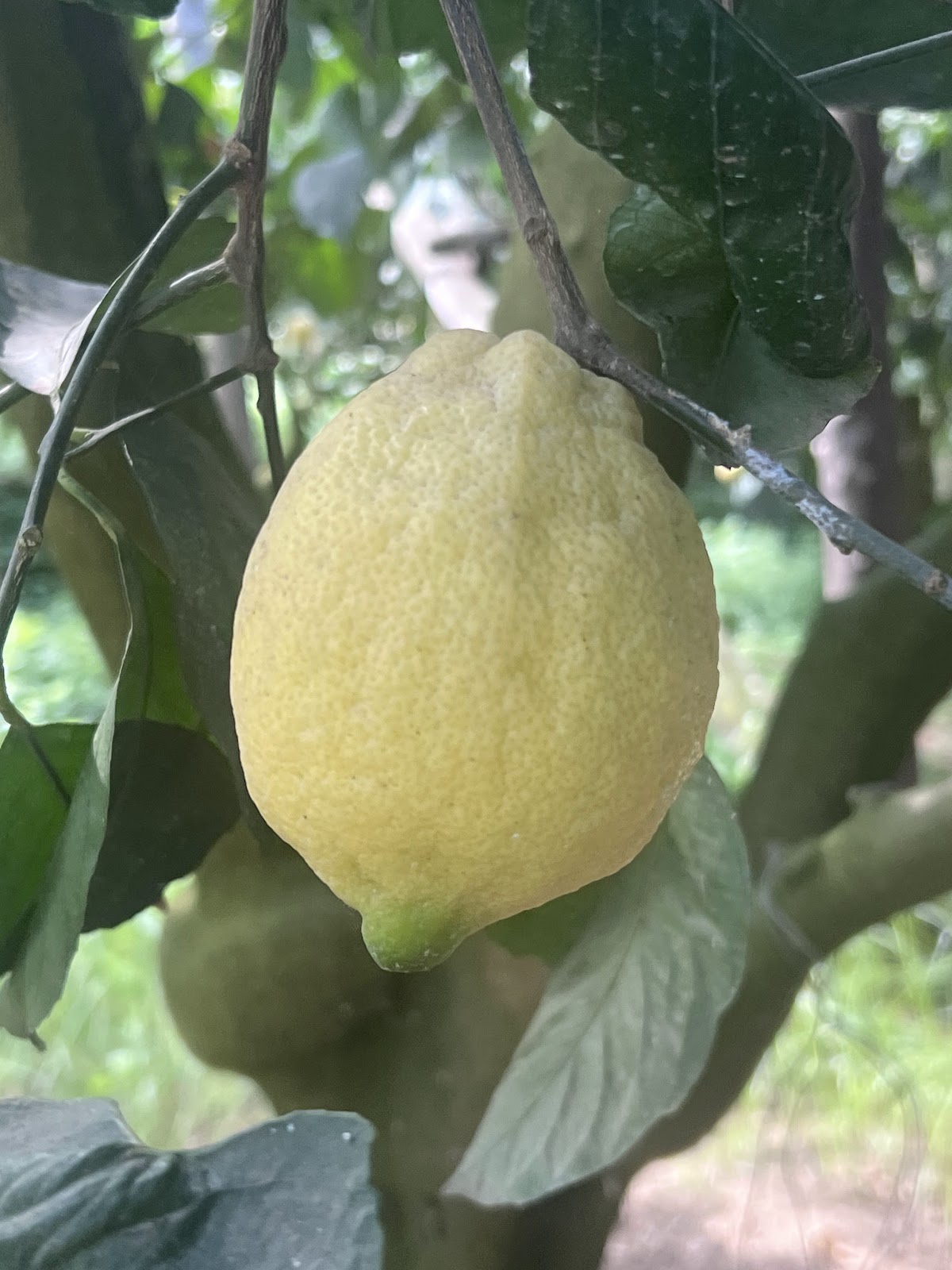 Azienda Agrituristica "La Masseria" — Alloggio a Napoli, Napoli