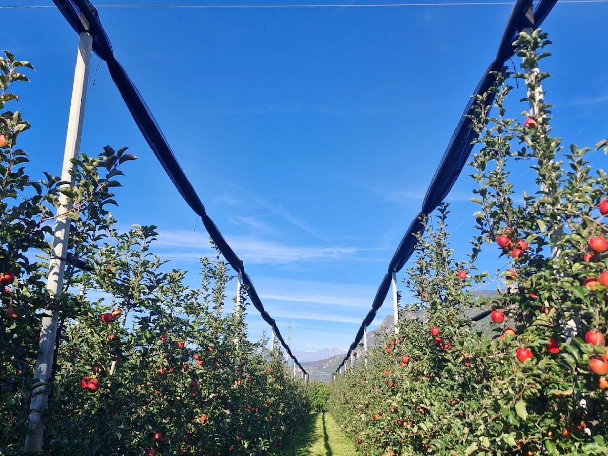 Gamper Farms