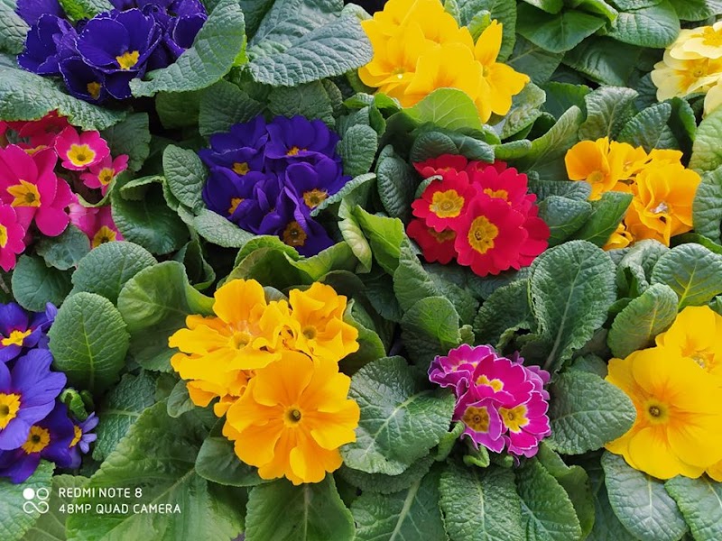 La Gattola Floricoltura di Silvio Leporati
