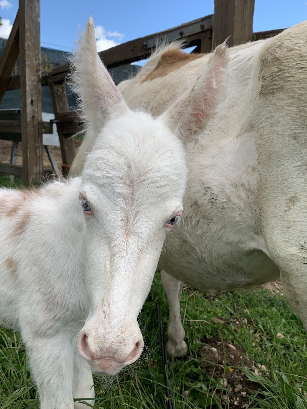 La Fattoria Degli Animali — Alloggio a Sulmona, L'Aquila
