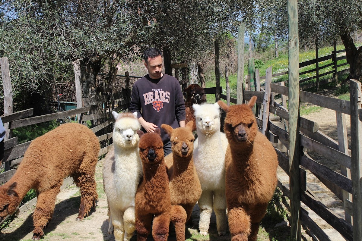 Alpaca Della Foglia — Alloggio a Urbino, Pesaro e Urbino