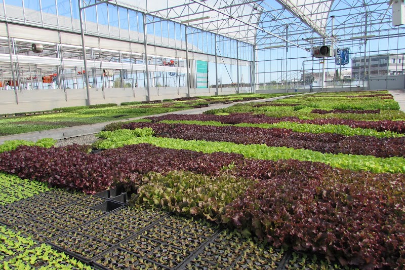 Costanzo Savio E Doriano