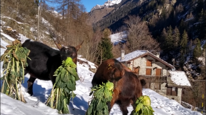 Azienda agricola Beuchod — Alloggio a Gressoney, Aosta