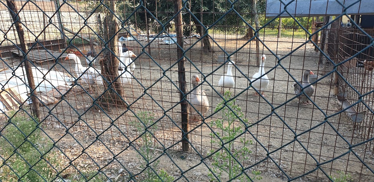 Il Feudo Degli Animali — Alloggio a Campobasso, Campobasso