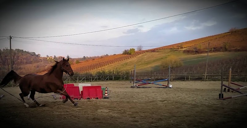 Scuderia Serego - Vendita Cavalli e Pony, Lezioni di Equitazione, Passeggiate a Cavallo