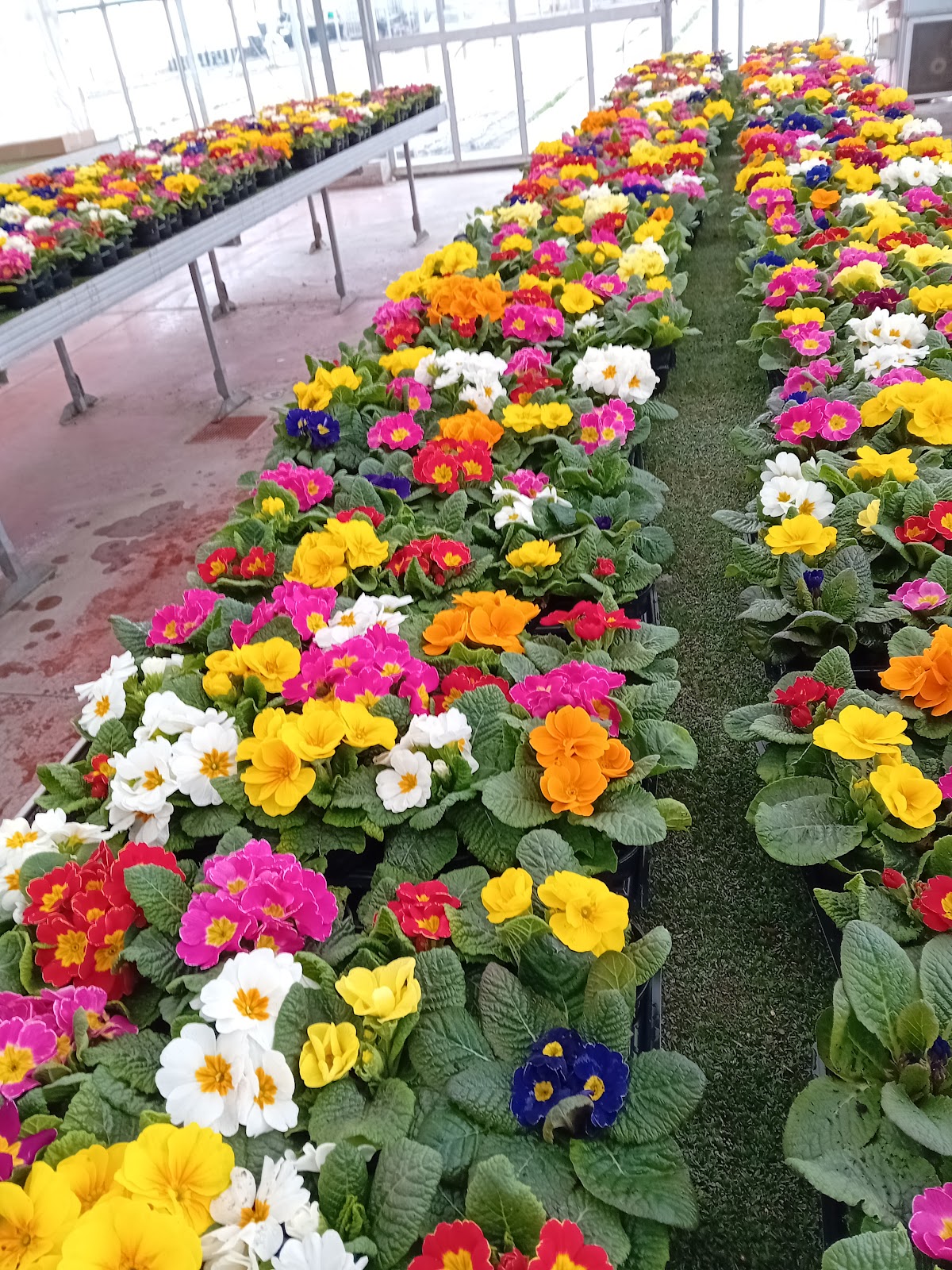 Azienda Agricola La Viola — Alloggio a Cherasco, Cuneo