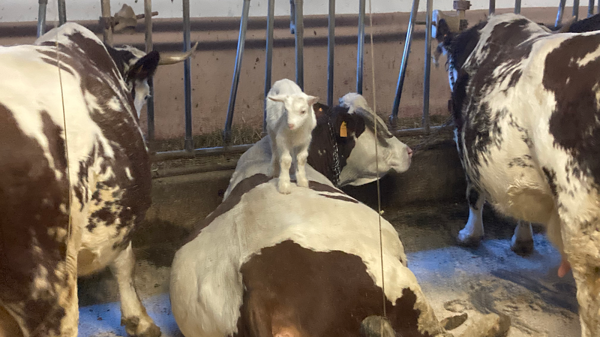 La ferme d'Antey — Alloggio a Cervinia, Aosta
