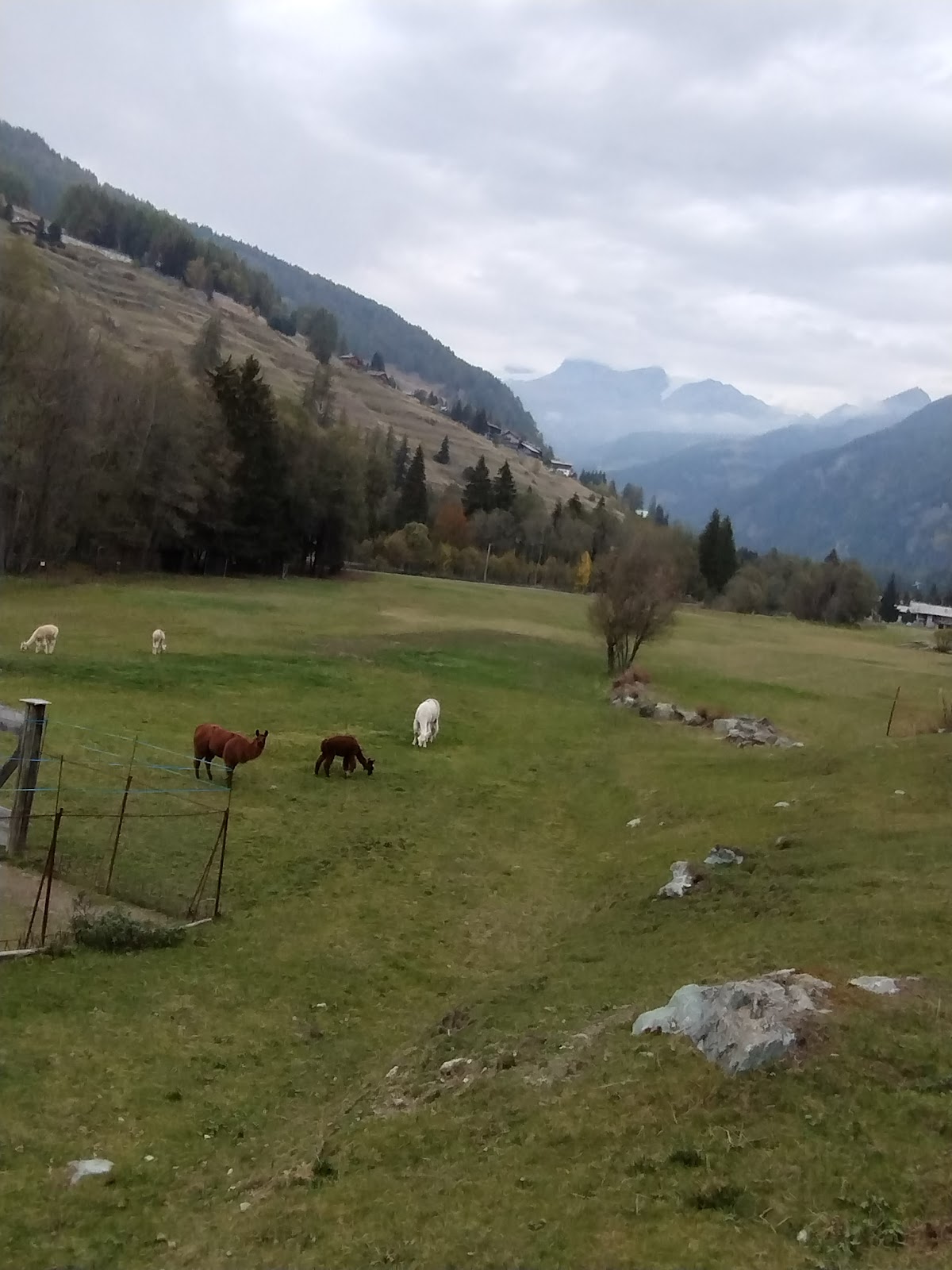 Allevamento Alpaca e Lama Amponey