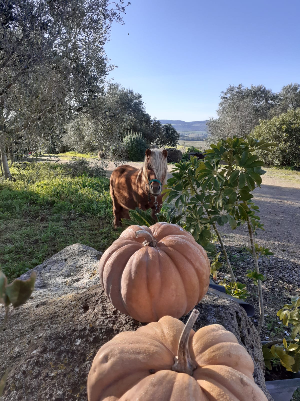 Agriturismo Il Germoglio — Alloggio a Sassari, Sassari