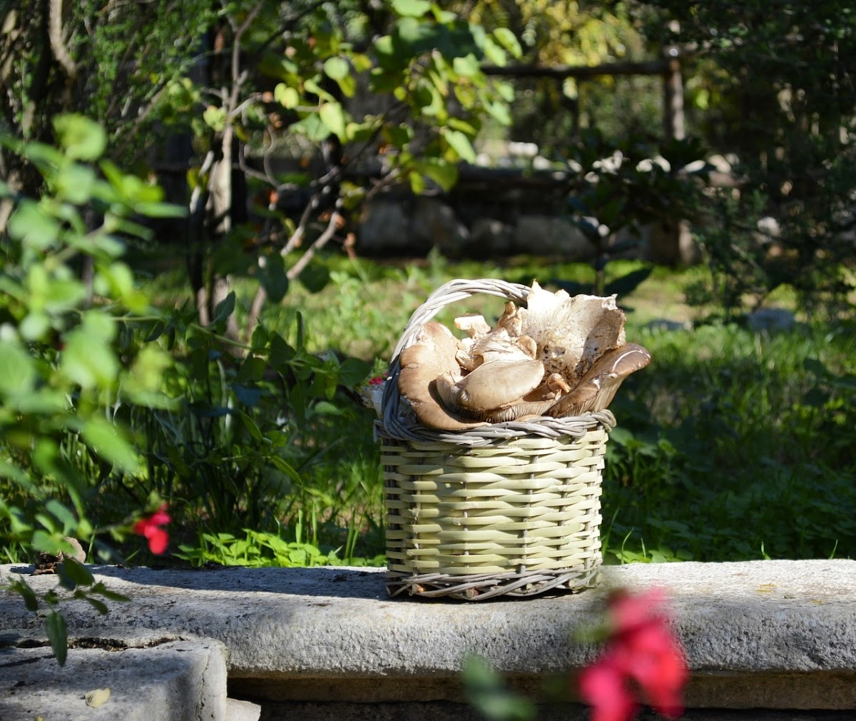 Agriturismo Poggio Ferrata — Alloggio a Bari, Bari