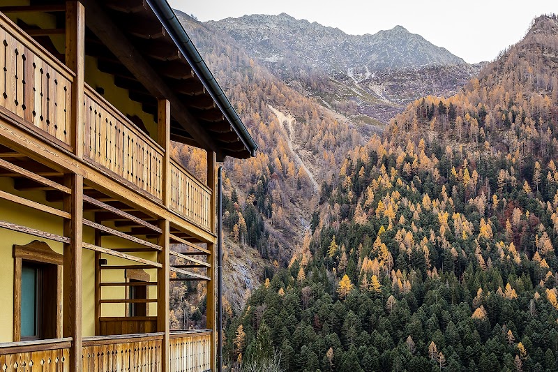 Mirtillo Alpino — Alloggio a Alagna Valsesia, Vercelli
