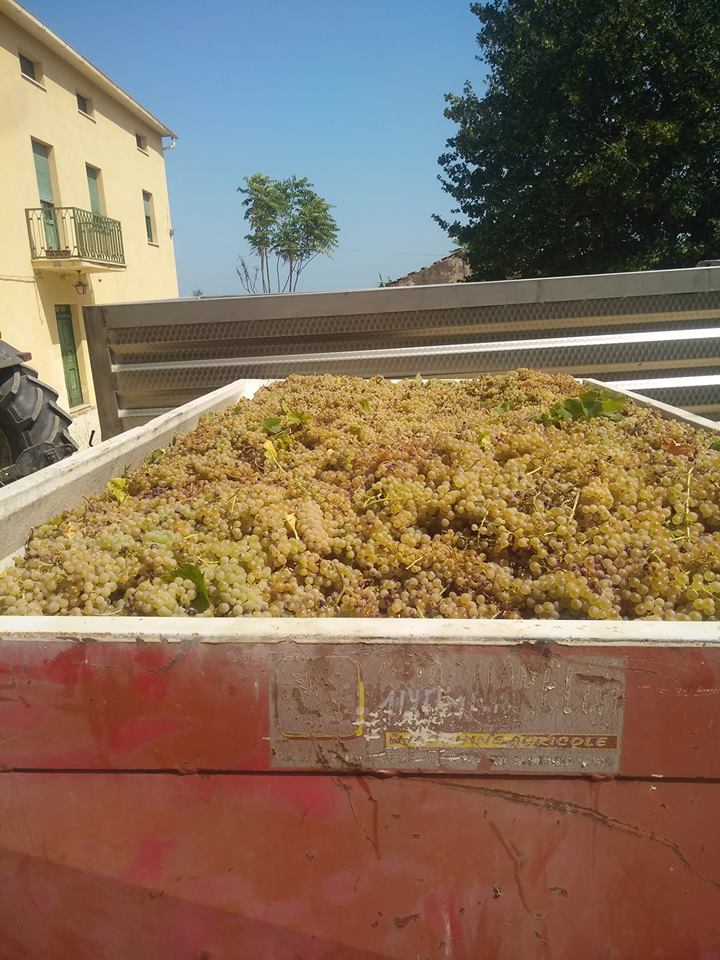 La Collina Degli Allori — Alloggio a Vasto, Chieti