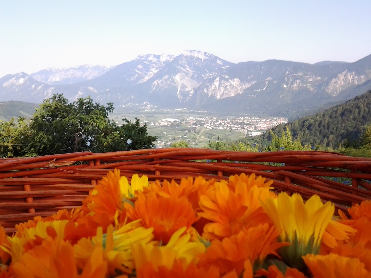 Il Leprotto Bisestile | Azienda agricola e Fattoria didattica — Alloggio a Trento, Trento
