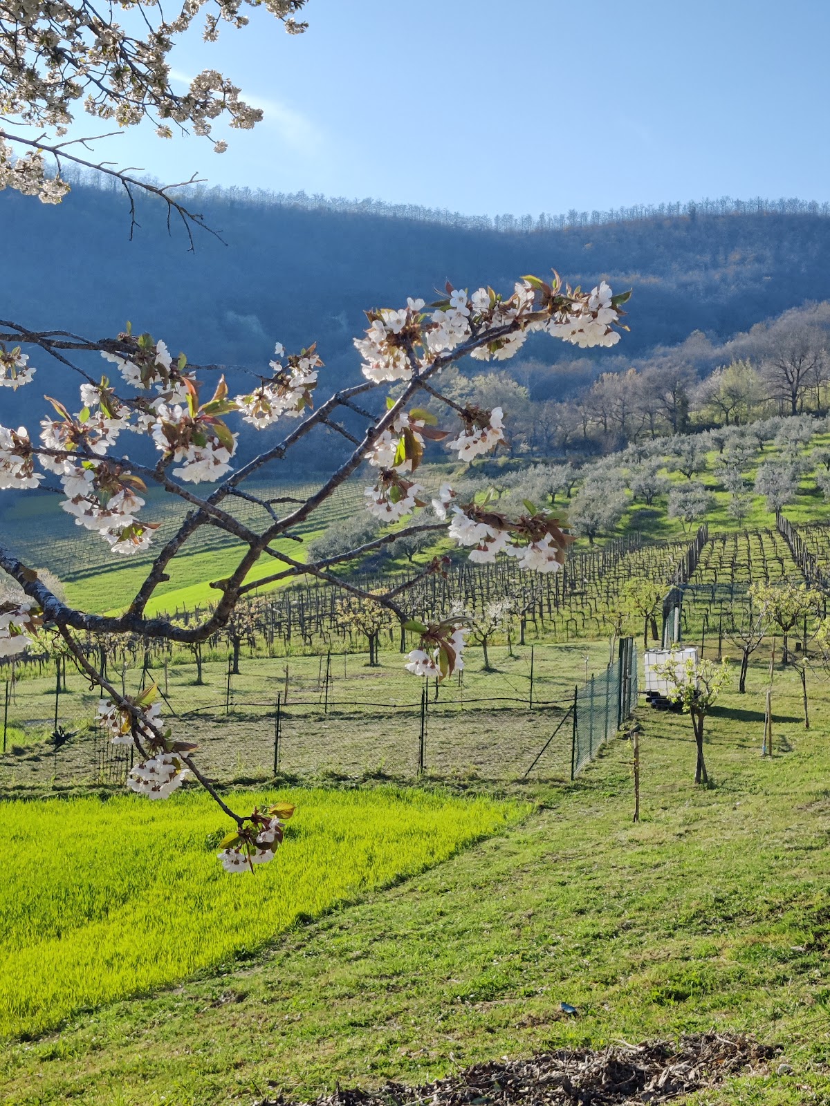 Azienda agricola biologica Meazzi e Agriturismo Colle Pu — Alloggio a Assisi, Perugia