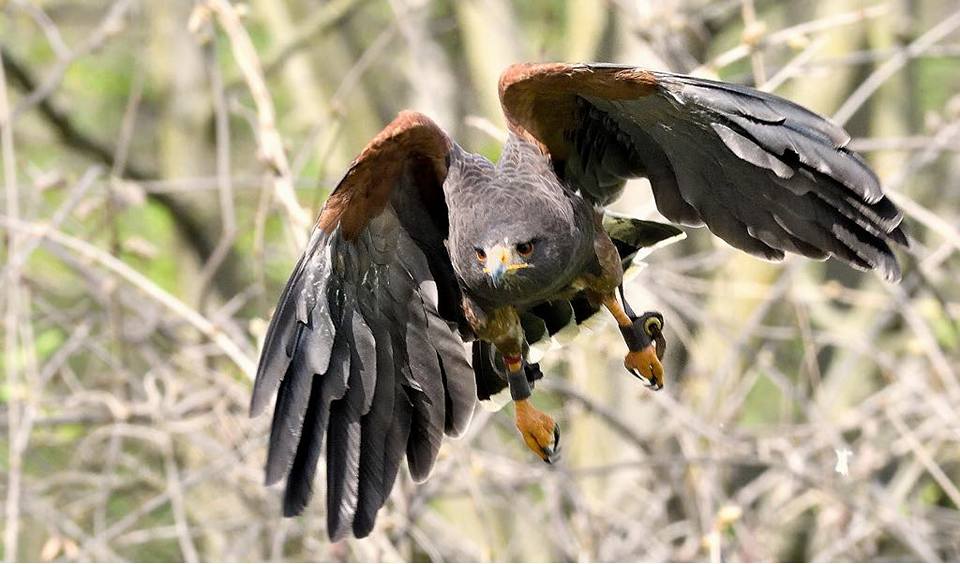 I Falconieri del Feudo — Alloggio a Como, Como