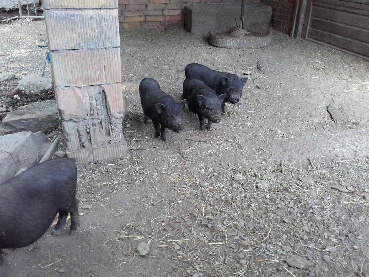 Fattoria Didattica Cascina Felice — Alloggio a Milano, Milano