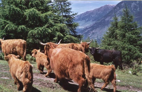 Azienda agricola Ayas — Alloggio a Champoluc, Aosta