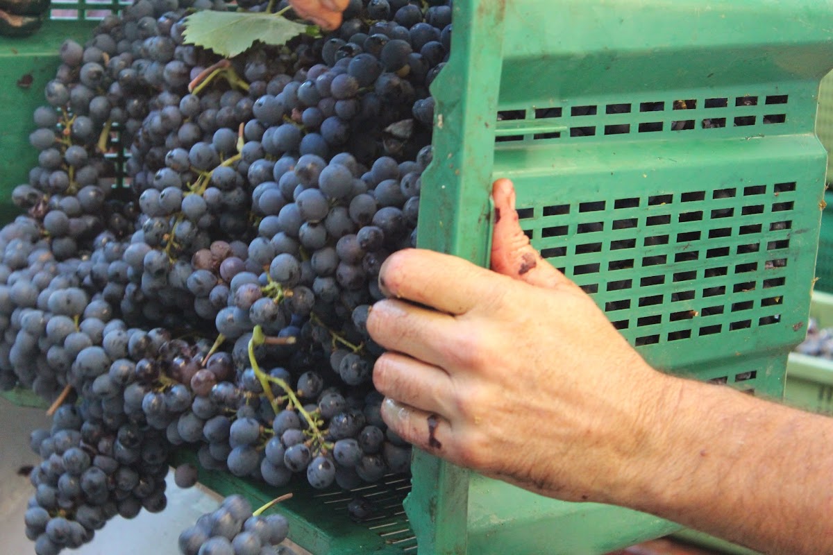 Fattoria Il Cipresso — Alloggio a Arezzo, Arezzo