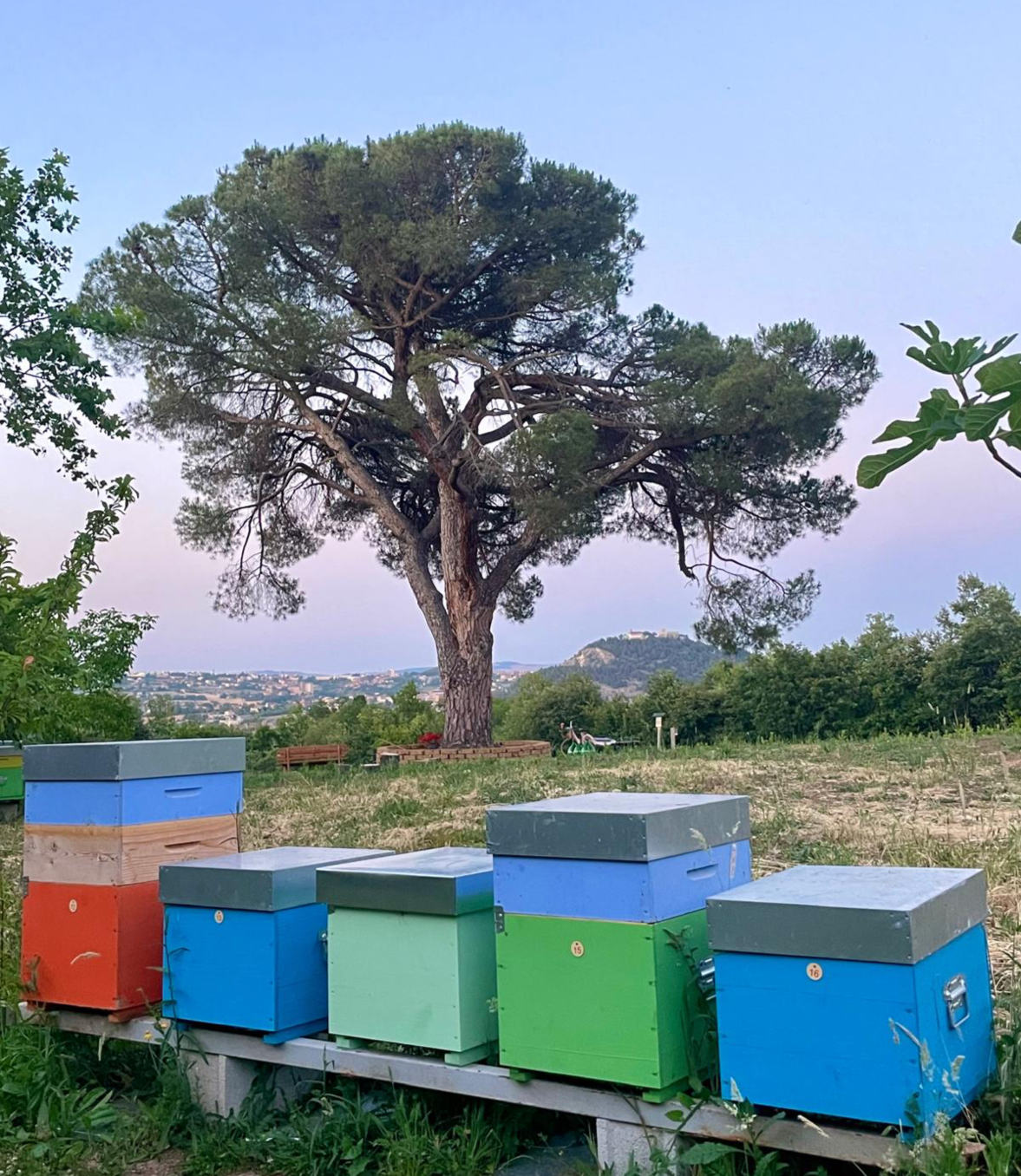 Azienda Agricola Colle RoSa — Alloggio a Campobasso, Campobasso