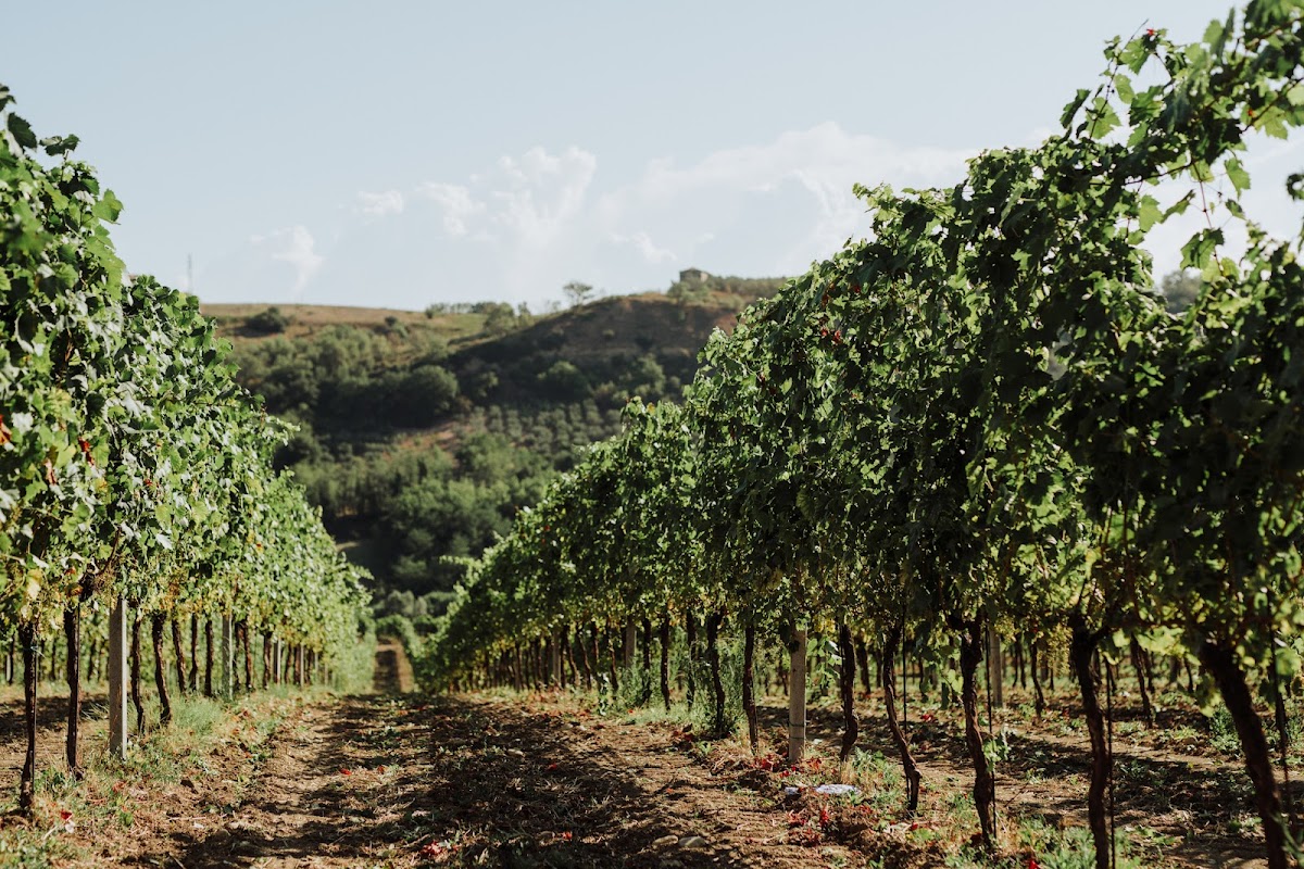 Cantina JASCI & MARCHESANI - AZ. AGROBIOLOGICA — Alloggio a Vasto, Chieti