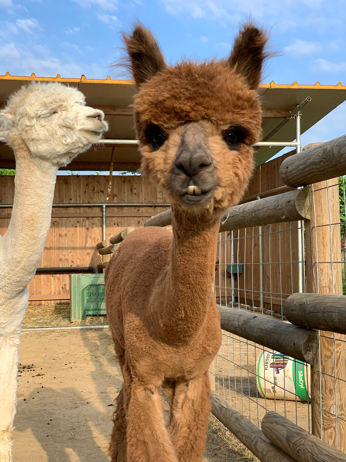 AeAlpaca