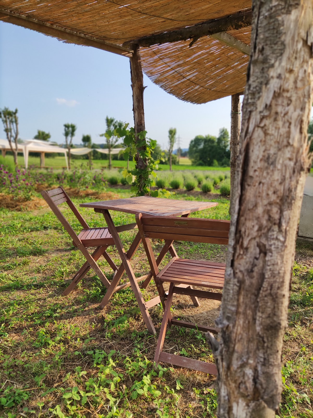 Il Lavandeto della Lobia :: Azienda Agricola Orna