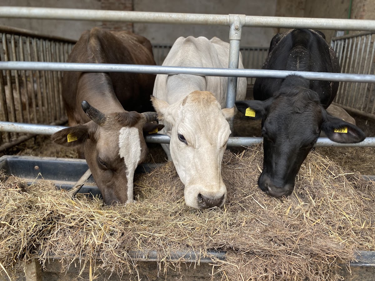 Agriturismo Cascina Caldera Milano - Azienda Agricola — Alloggio a Milano, Milano