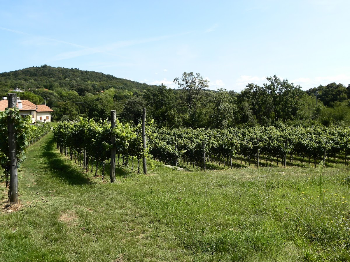 Azienda Agricola Kmetija Colja Jožko — Alloggio a Trieste, Trieste