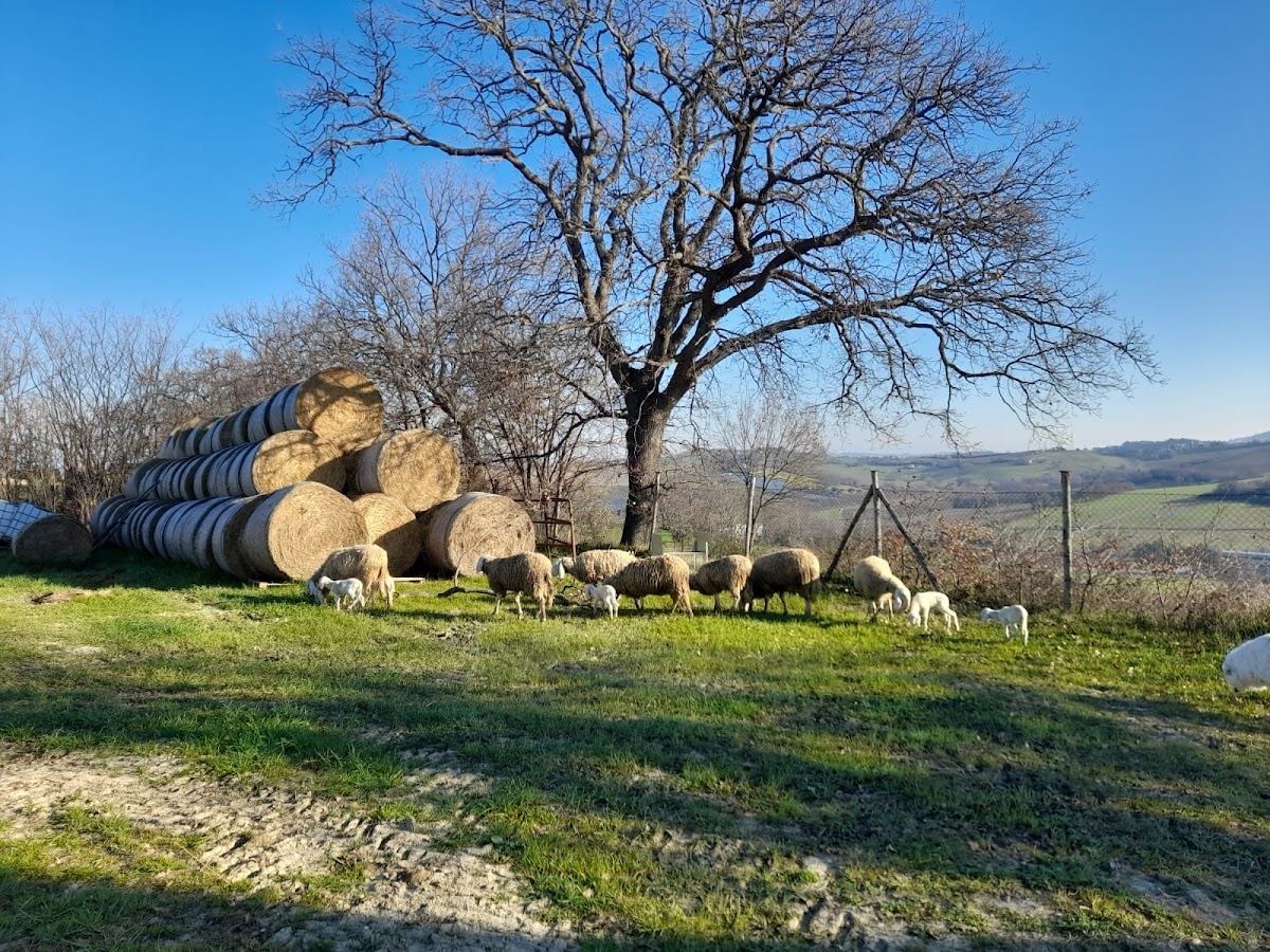 Società Agricola La Marchigiana Fattoria All'aria Aperta — Alloggio a Ancona, Ancona