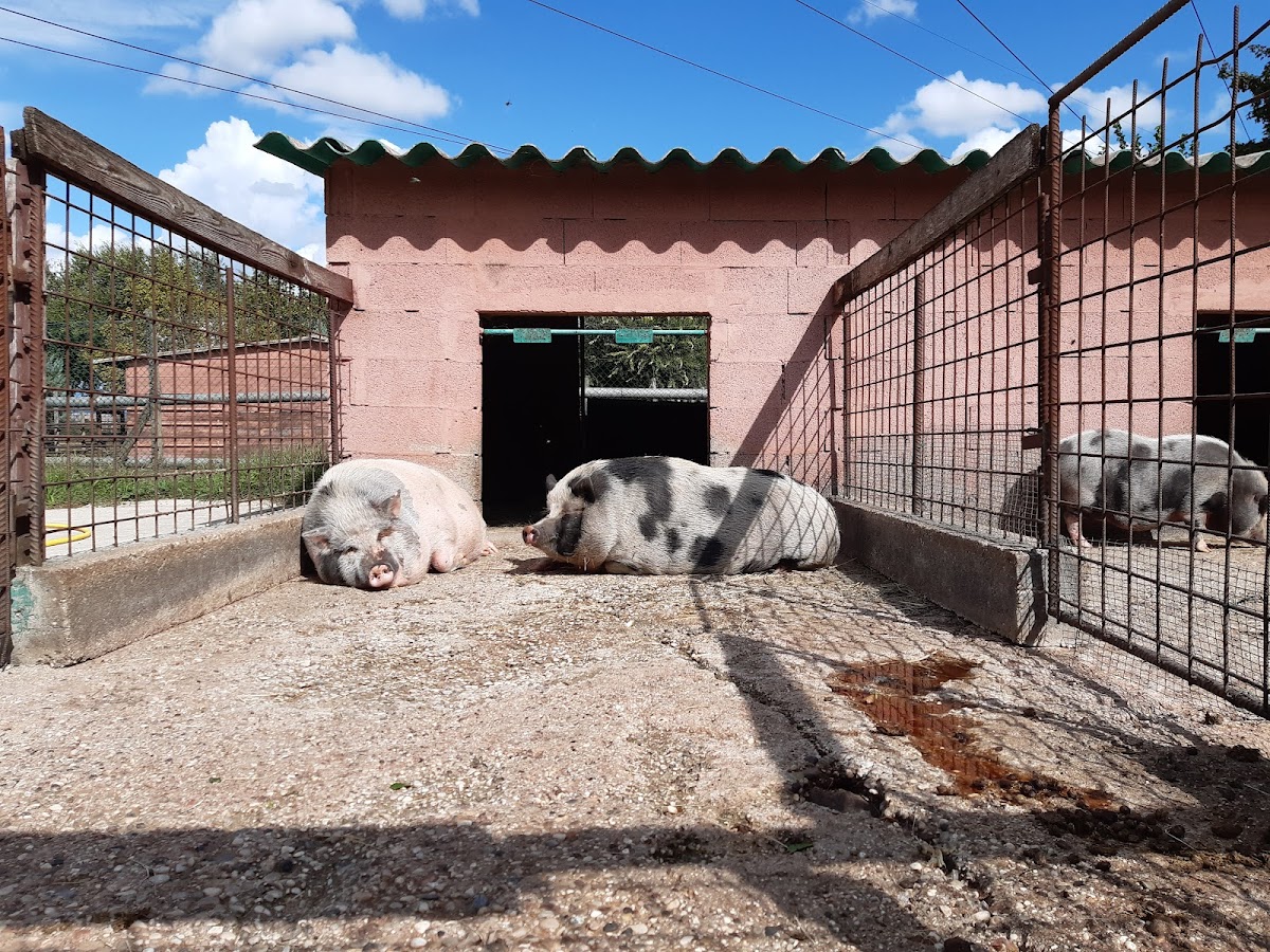 Fattoria didattica Genovesa — Alloggio a Verona, Verona