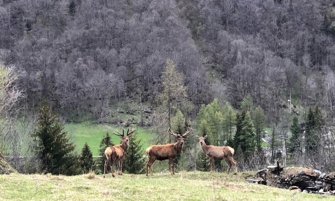 Le Cerf du Roi — Alloggio a Cervinia, Aosta