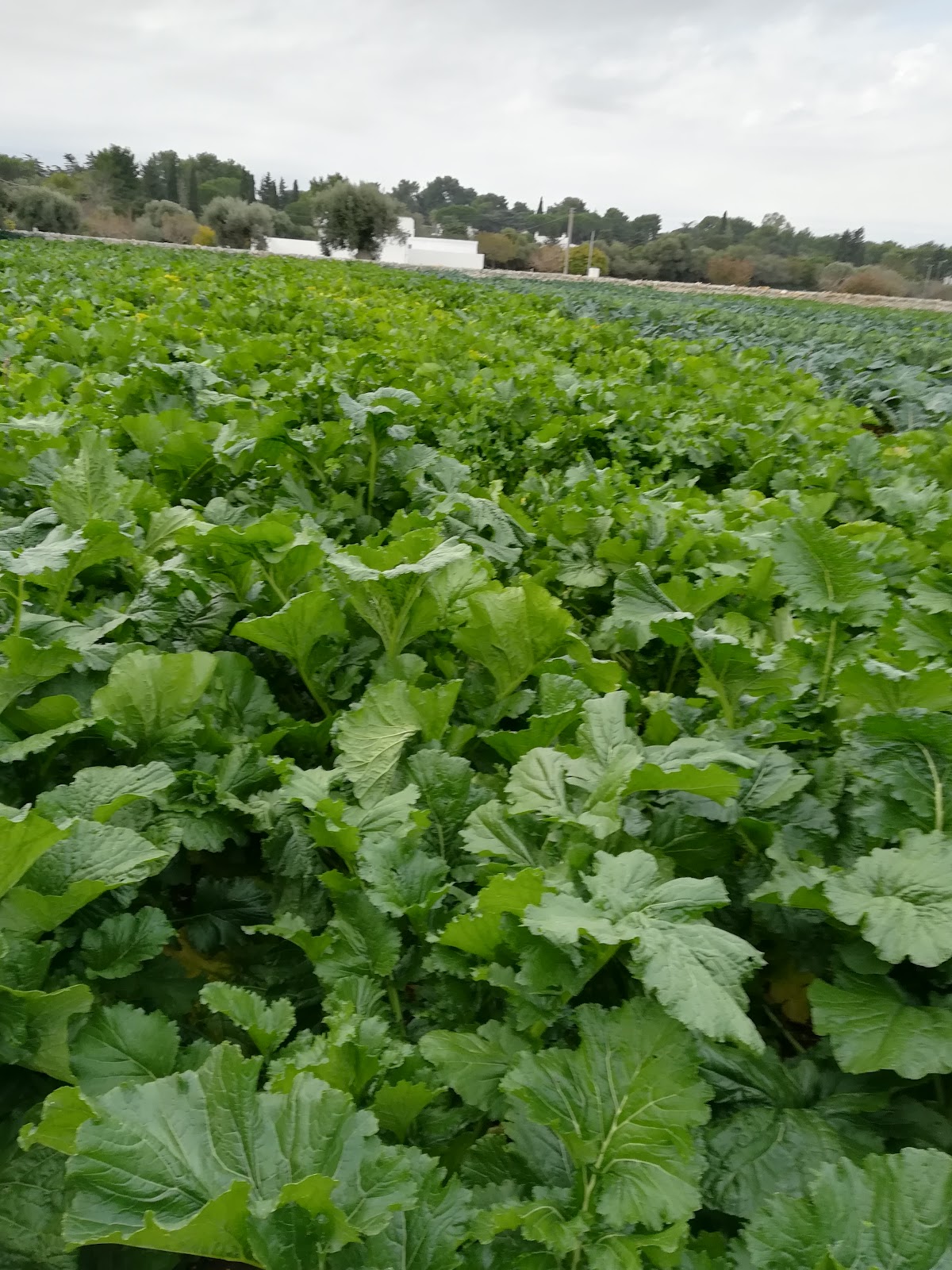 Azienda Agricola MANCINI — Alloggio a Polignano a Mare, Bari