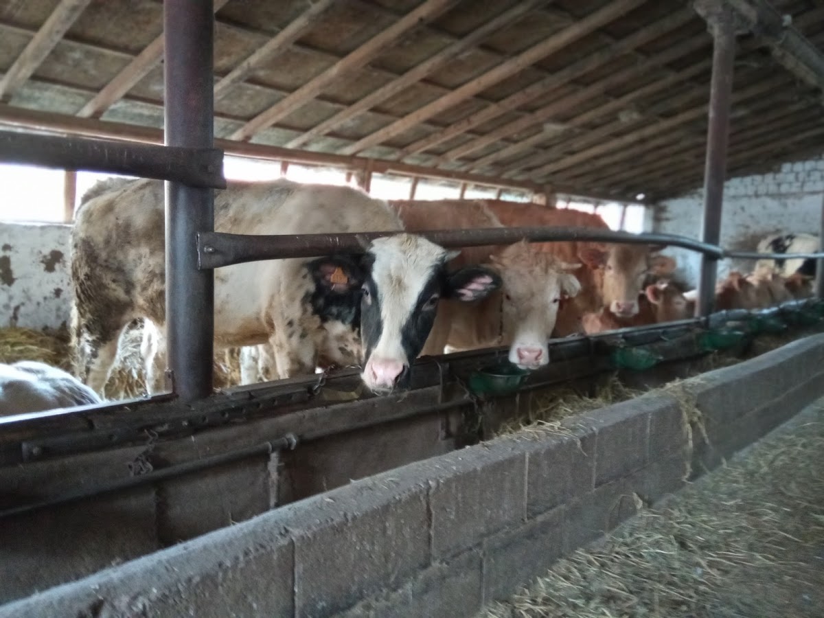 Azienda Agricola Campi Carlo — Alloggio a Milano, Milano