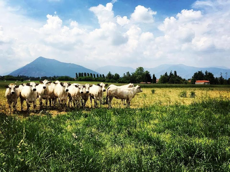Azienda Agricola Scaglia — Alloggio a Rivoli, Torino